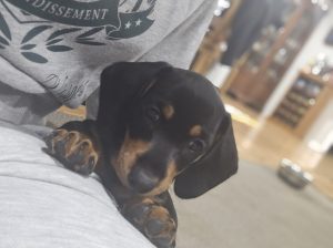 Dachshund – Top Camp