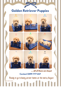 Golden Retriever – Picton