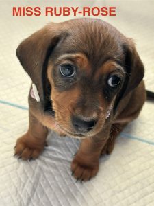 Dachshund – Deception Bay