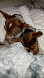 Australian Cattle Dog – Noraville