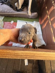 Cane Corso – Thornlands
