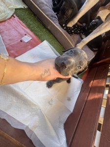 Cane Corso – Thornlands