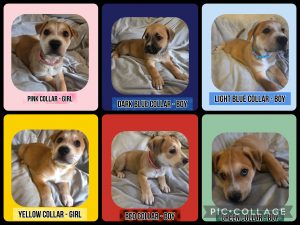 German Shepherd – Palmwoods