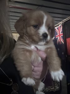Cavalier King Charles Spaniel – Rockingham