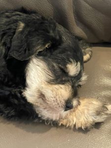 Schnauzer (Miniature) – Palmview