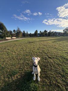 Dobermann – Josh