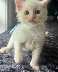 Ragdoll – Craigieburn