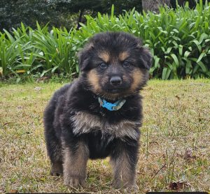German Shepherd – Cooranbong