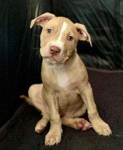 American Staffordshire Bull Terrier – Logan Village