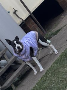 American Staffordshire Bull Terrier – Lethbridge Park