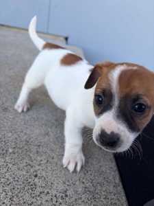 Jack Russell – Horsley Park
