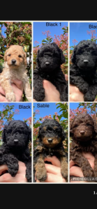 Cavoodle – Highbury