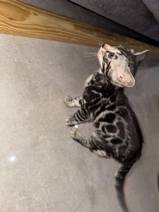 Bengal – Granville