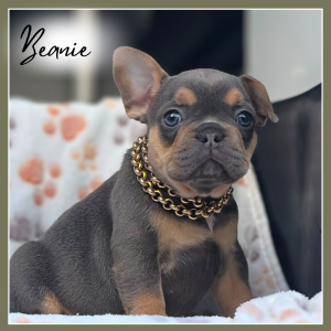 French Bulldog – Everton Hills