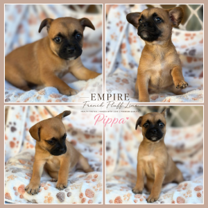 Other Dogs – Everton Hills