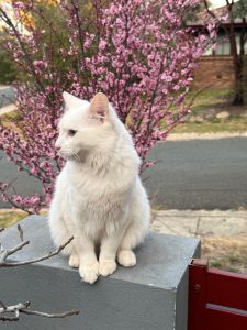 Ragdoll – Kambah