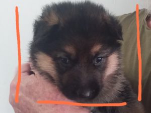German Shepherd – Kelso