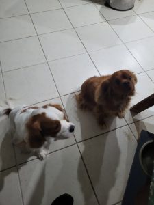 Cavalier King Charles Spaniel – Townsville City