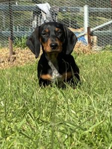 Dachshund – Bethungra