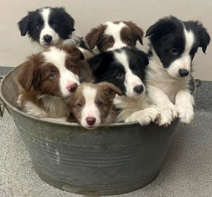 Border Collie – Belmont