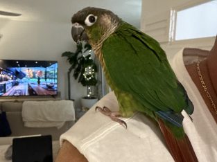 Conures – Coolangatta