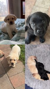 Labrador Retriever – Mooroopna