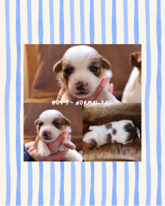 Jack Russell – Royston