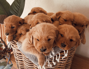 Golden Retriever – Kyabram