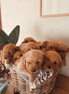 Golden Retriever – Kyabram