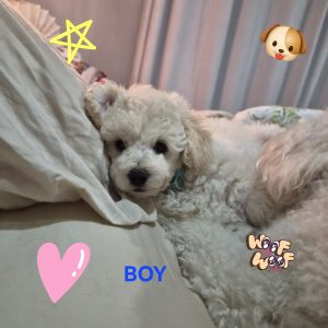 Toy Poodle – Eli Waters