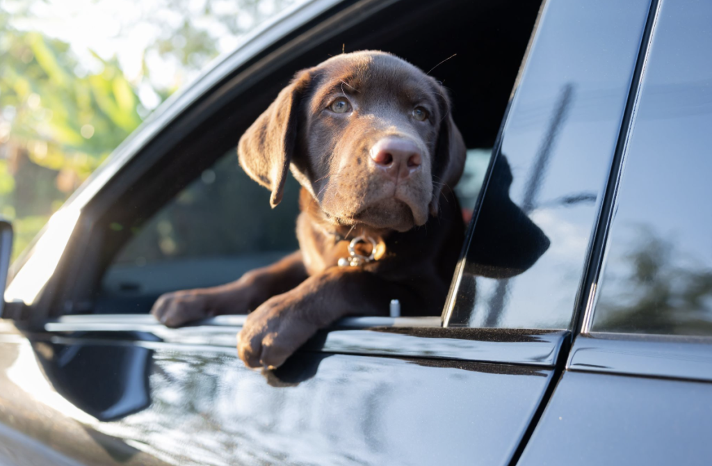 dog in car