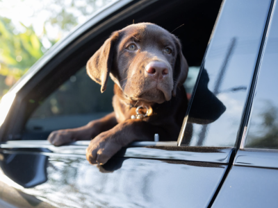 Ratings for Rover: Top Pet Friendly Cars in Australia
