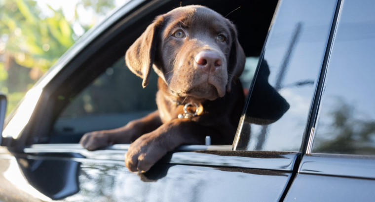 Ratings for Rover: Top Pet Friendly Cars in Australia