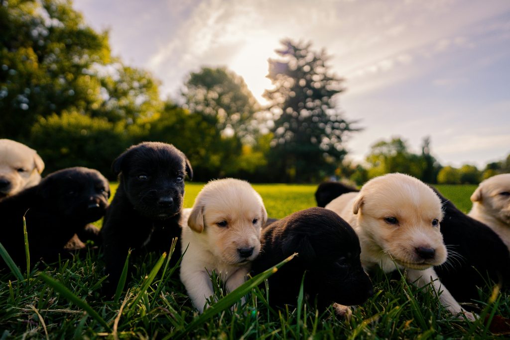 most searched puppy breeds in australia 2026