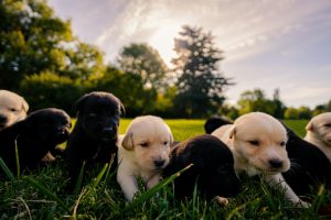 most searched puppy breeds in australia 2026