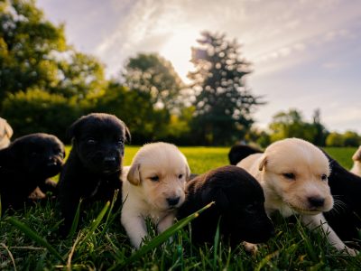 Australia’s Most Searched Puppy Breeds in 2026