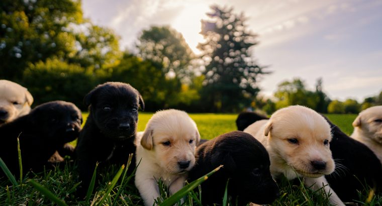 Australia’s Most Searched Puppy Breeds in 2026