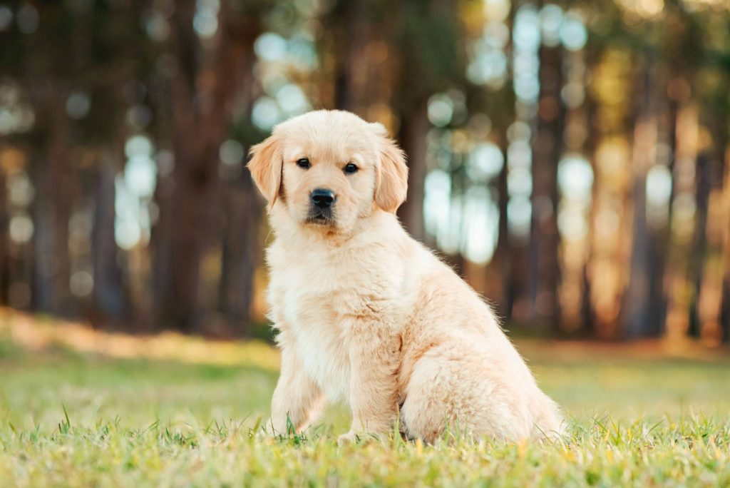 most searched puppy breeds in Australia 2026 - 2