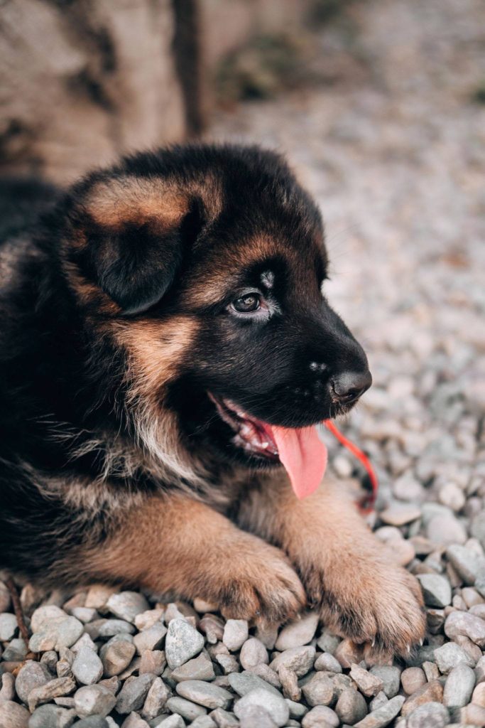 most searched puppy breeds in Australia 2026 - 4