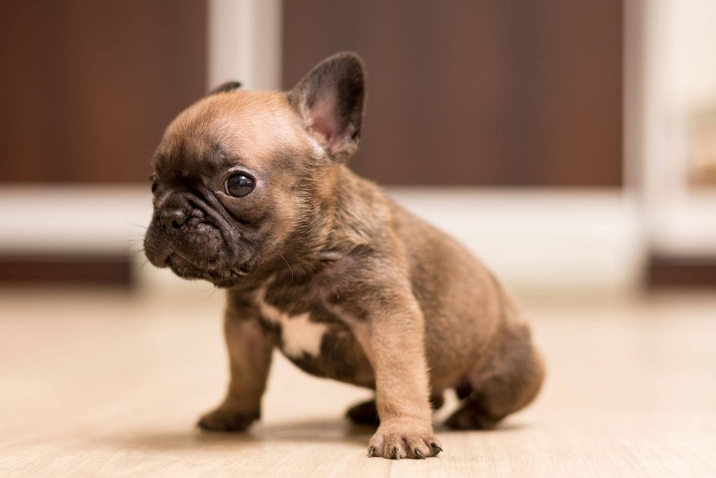 most searched puppy breeds in Australia 2026 - 3