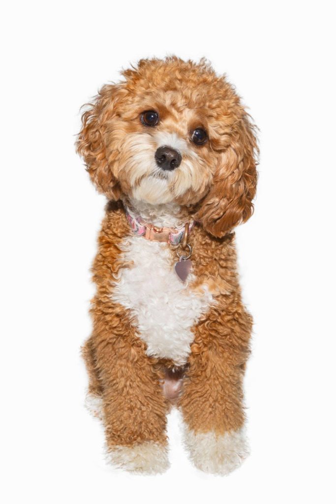 most searched puppy breeds australia 2026 - 1