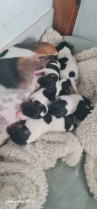Tenterfield Terrier – Halekulani