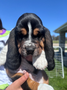 Basset Hound – Bathurst
