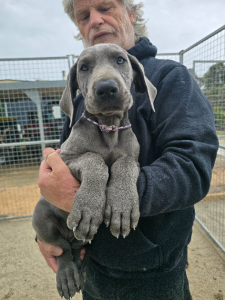 Great Dane – Knowsley