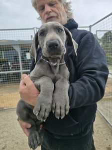Great Dane – Knowsley