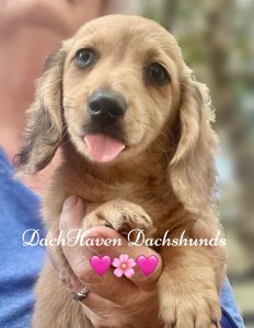 Dachshund – Bundaberg Central