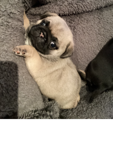 Pug – Hamilton Hill