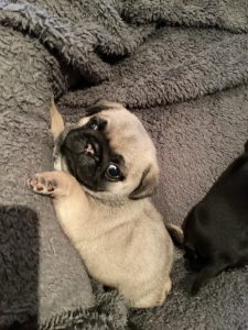 Pug – Hamilton Hill