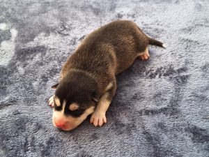 Husky – Ellalong