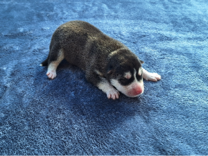 Husky – Ellalong